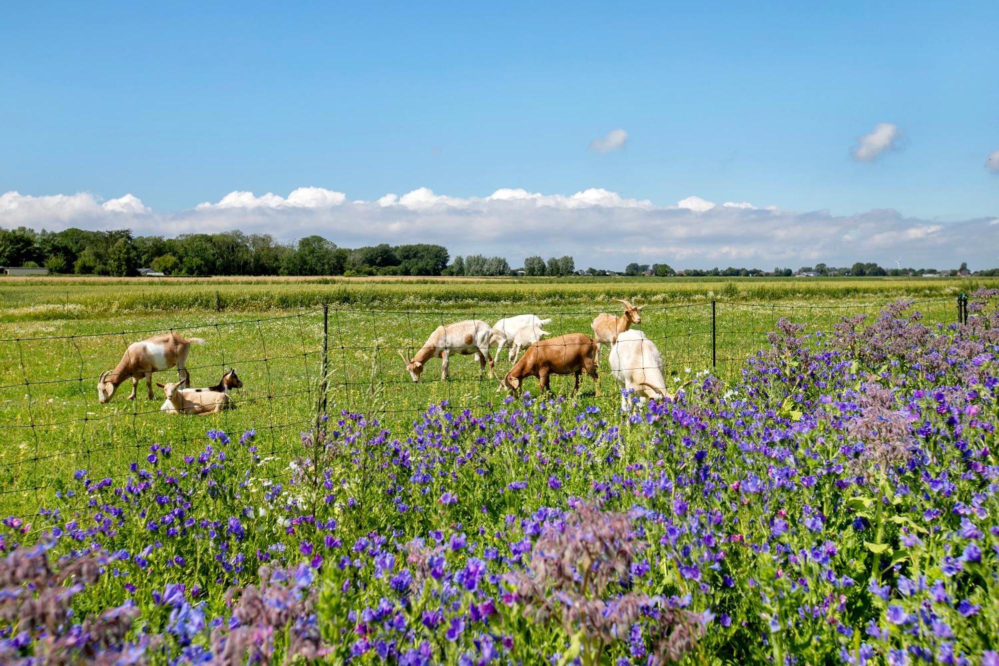Ferienhof Jacobsen Nordstrand Dış mekan fotoğraf